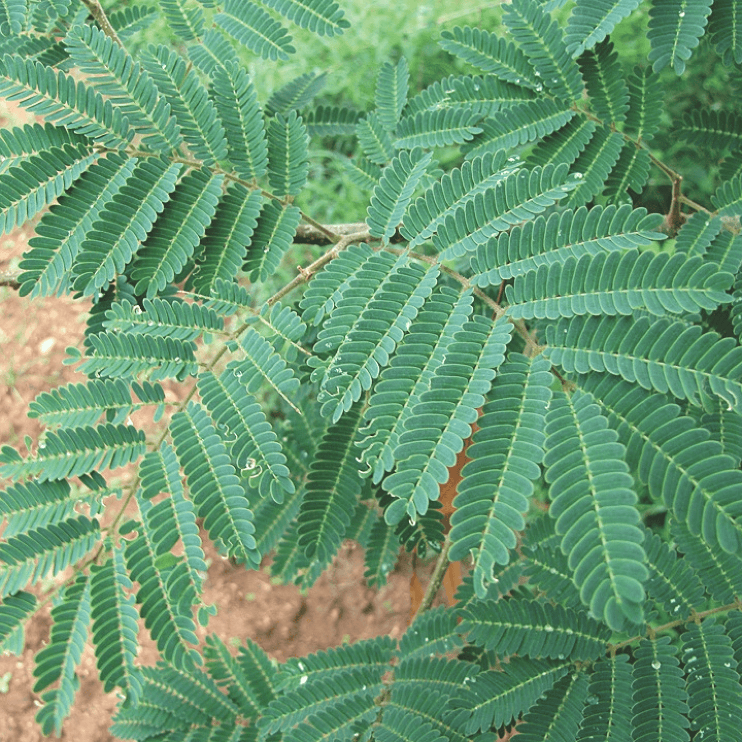 Albizzia Amara Plant