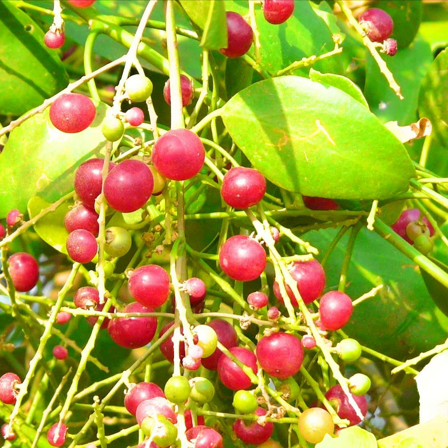 Miswak tree Salvadora Persica Plant