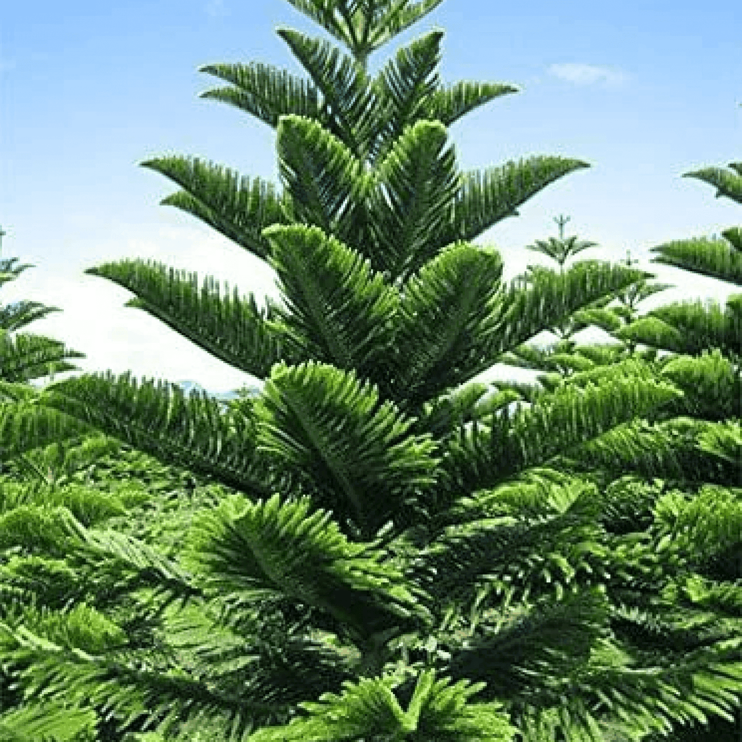 Christmas Tree - Plant
