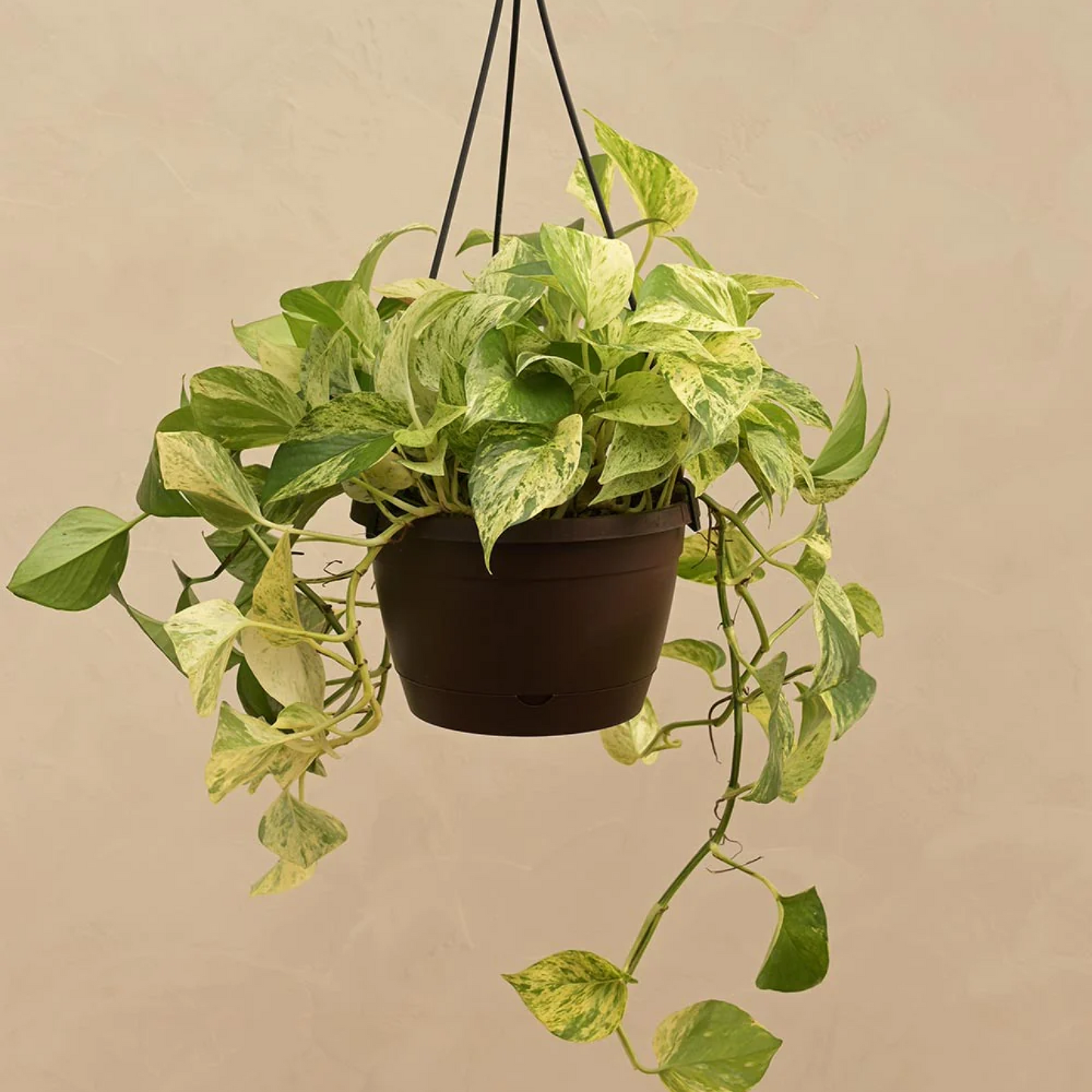 Money plant Marble queen (Hanging) Plant