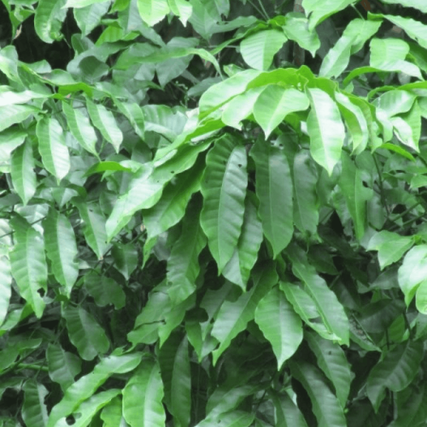 Amoora Rohituka Plant