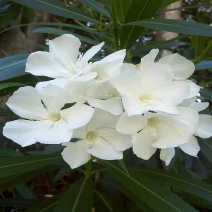 Kaner Nerium (White, Single) Plant