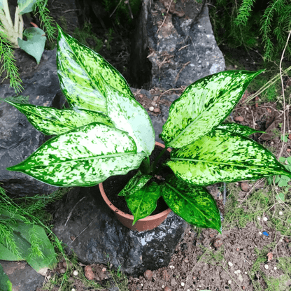 Aglaonema Costatum, Chinese Evergreen (Green) - Plant