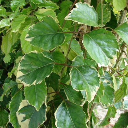 Polyscias guilfoylei crispa Plant