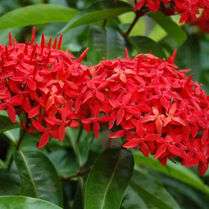 Ixora Dwarf (Red) Plant