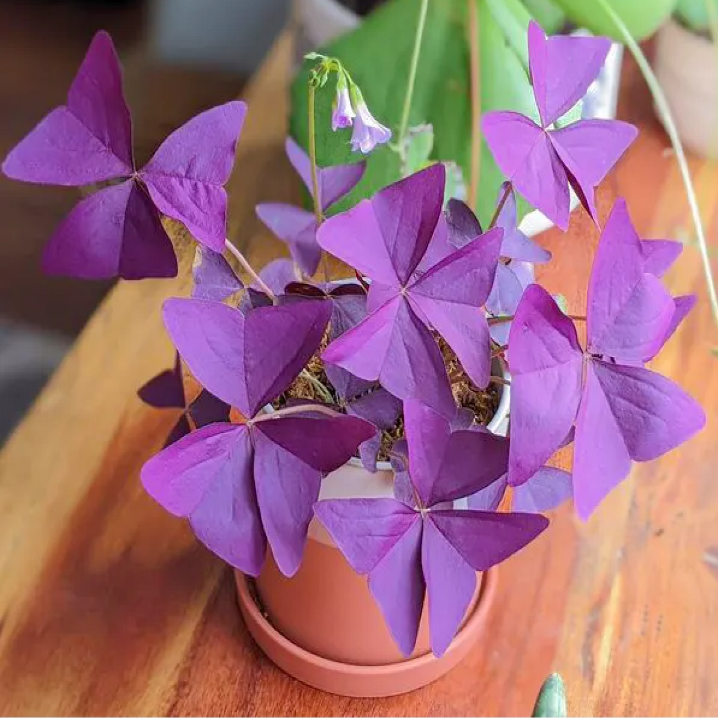 Purple Shamrock Oxalis Triangularis Plant