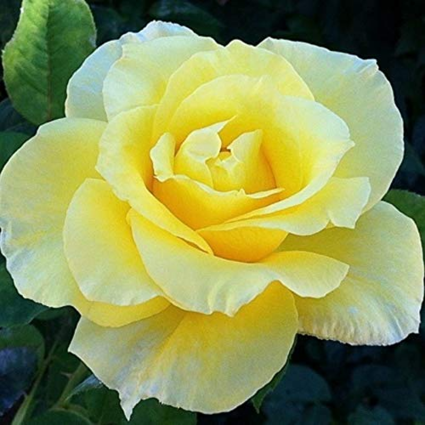 Rose (Light Yellow) - Plant