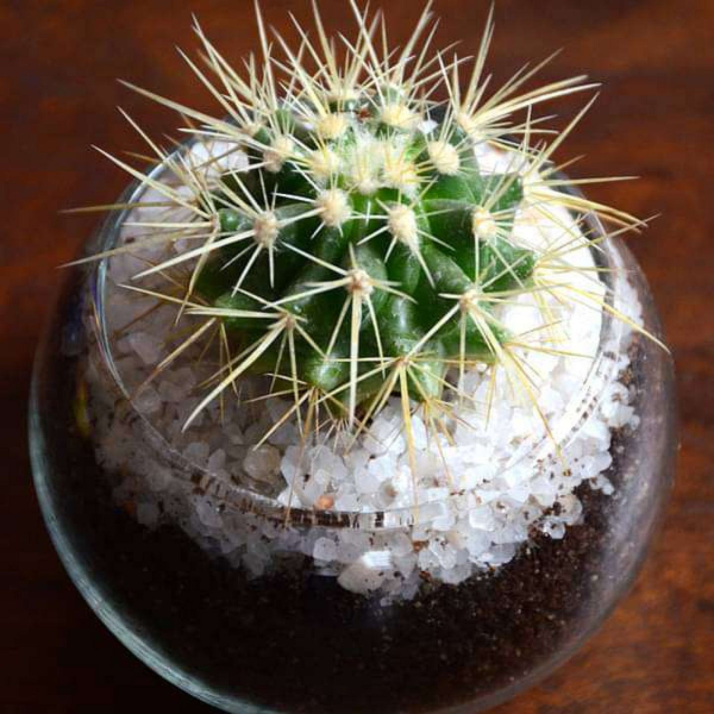 Small cactus spherical bowl (3in Ht)