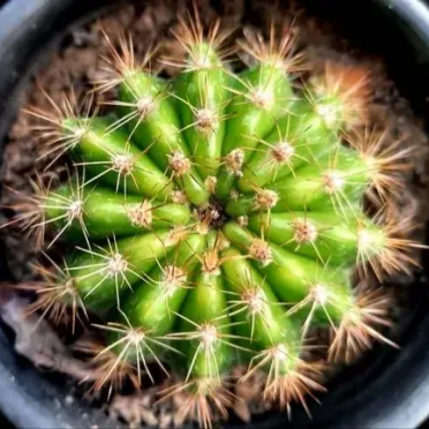 Notocactus roseoluteus Cactus Plant