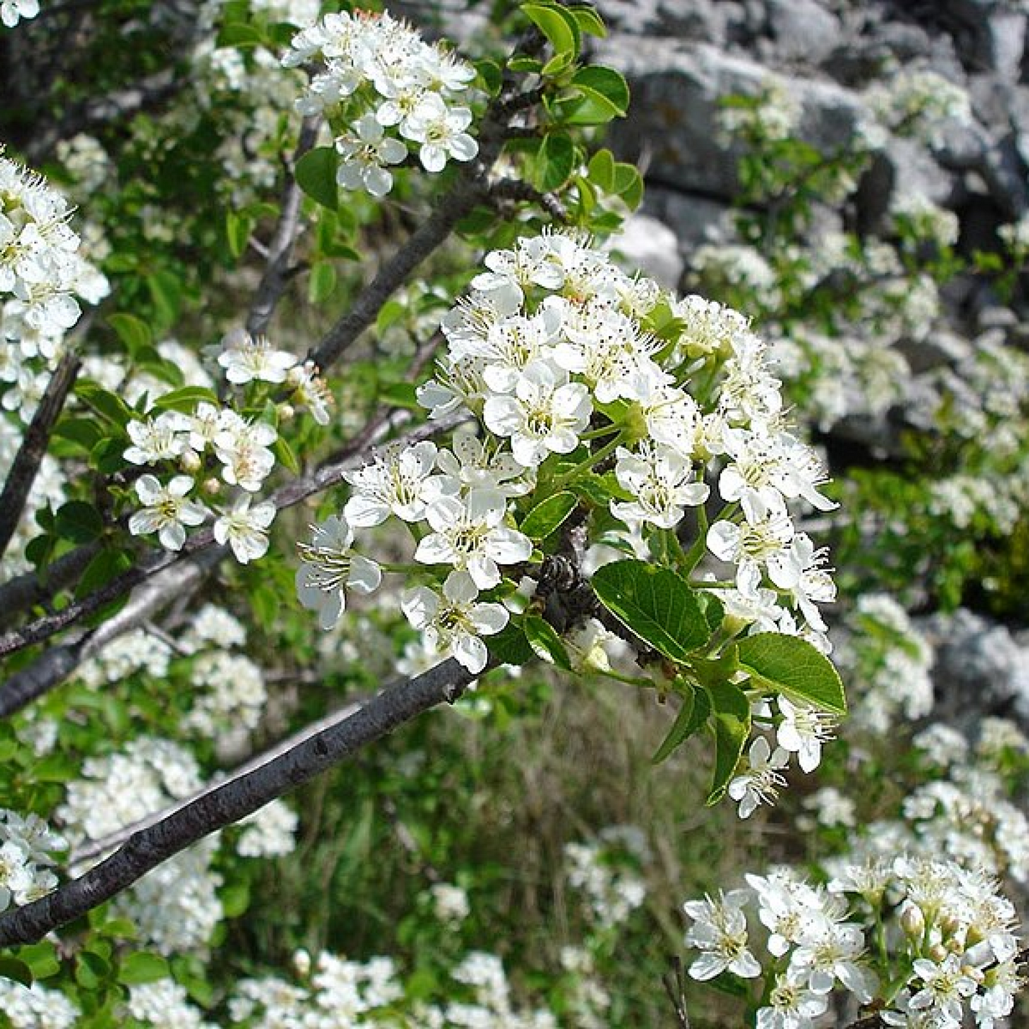 Prunus Mahalab Plant