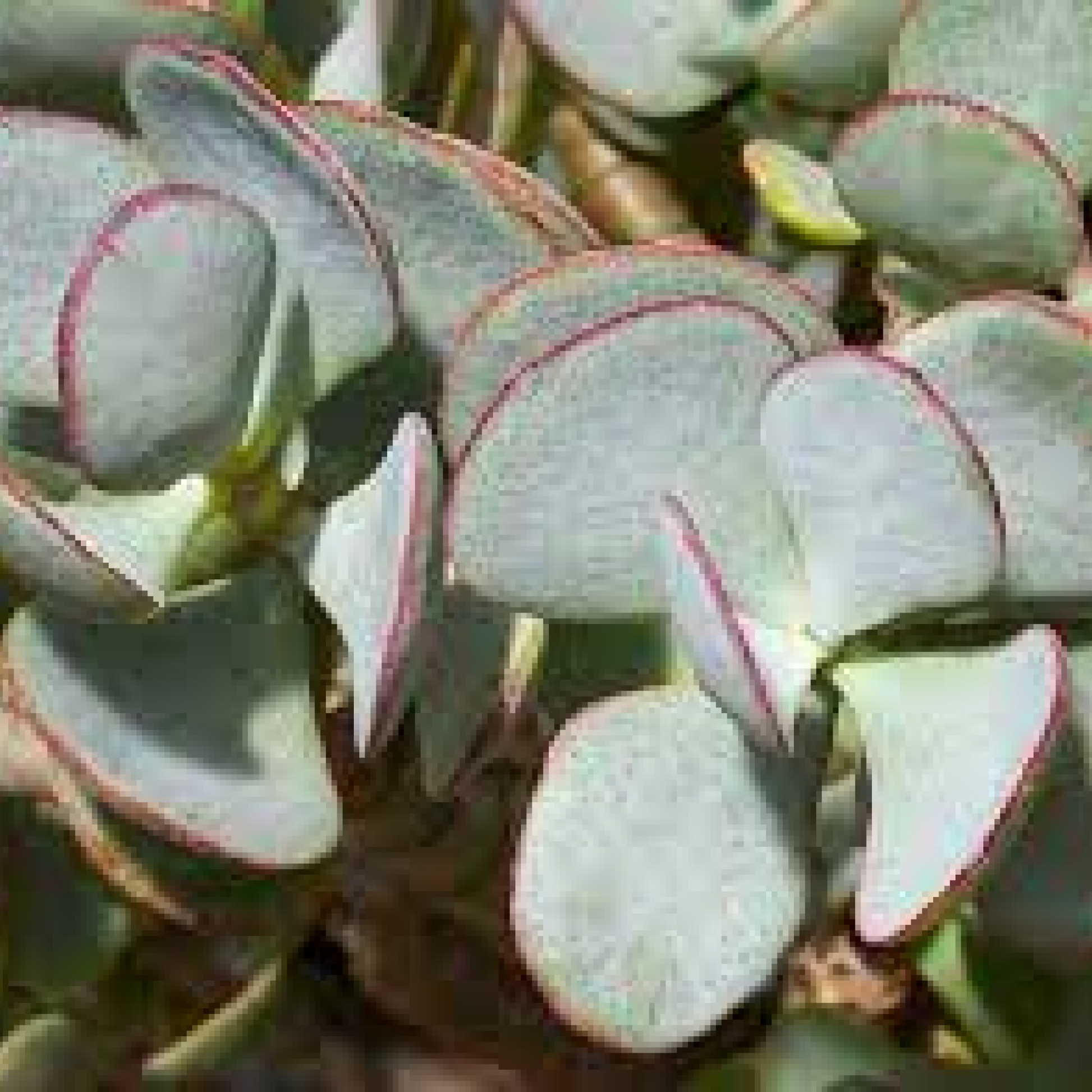 Crassula Arborescens Plant