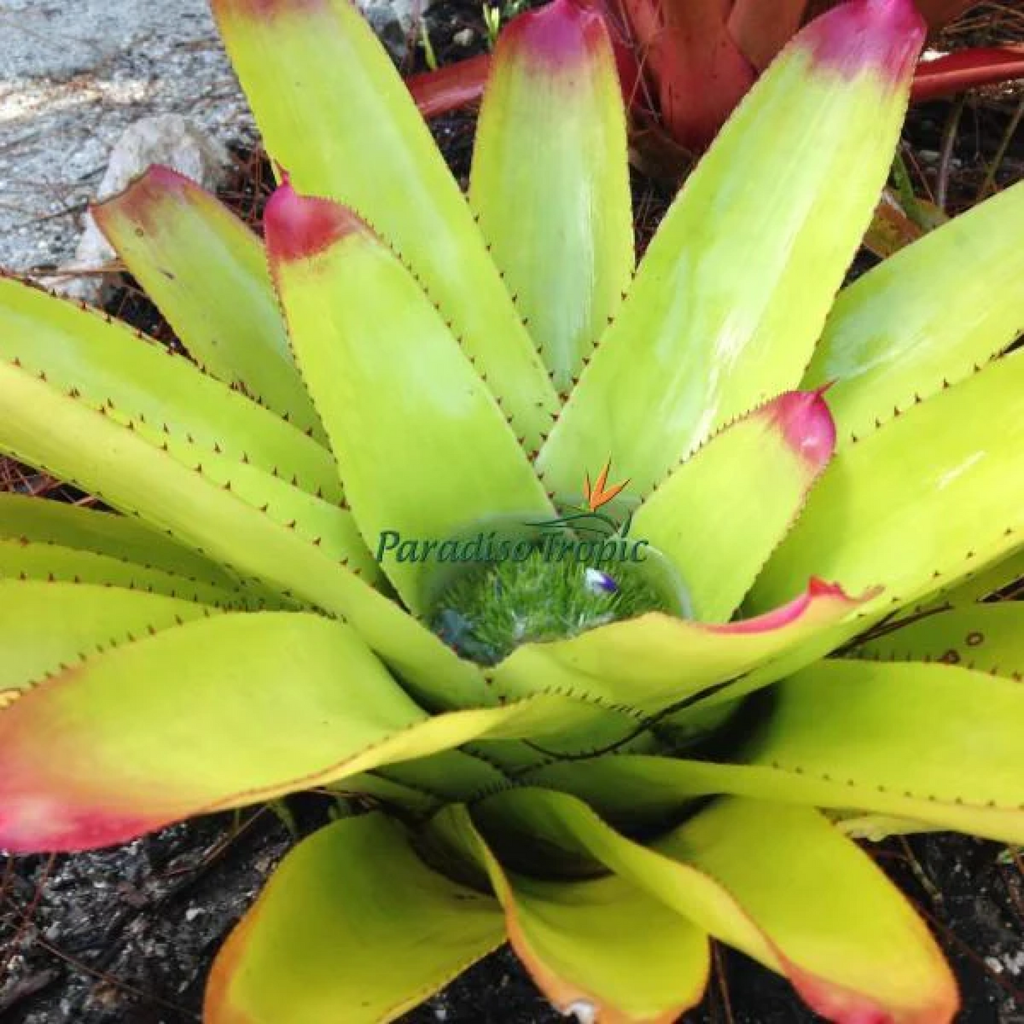 Neoregelia cruenta Plant