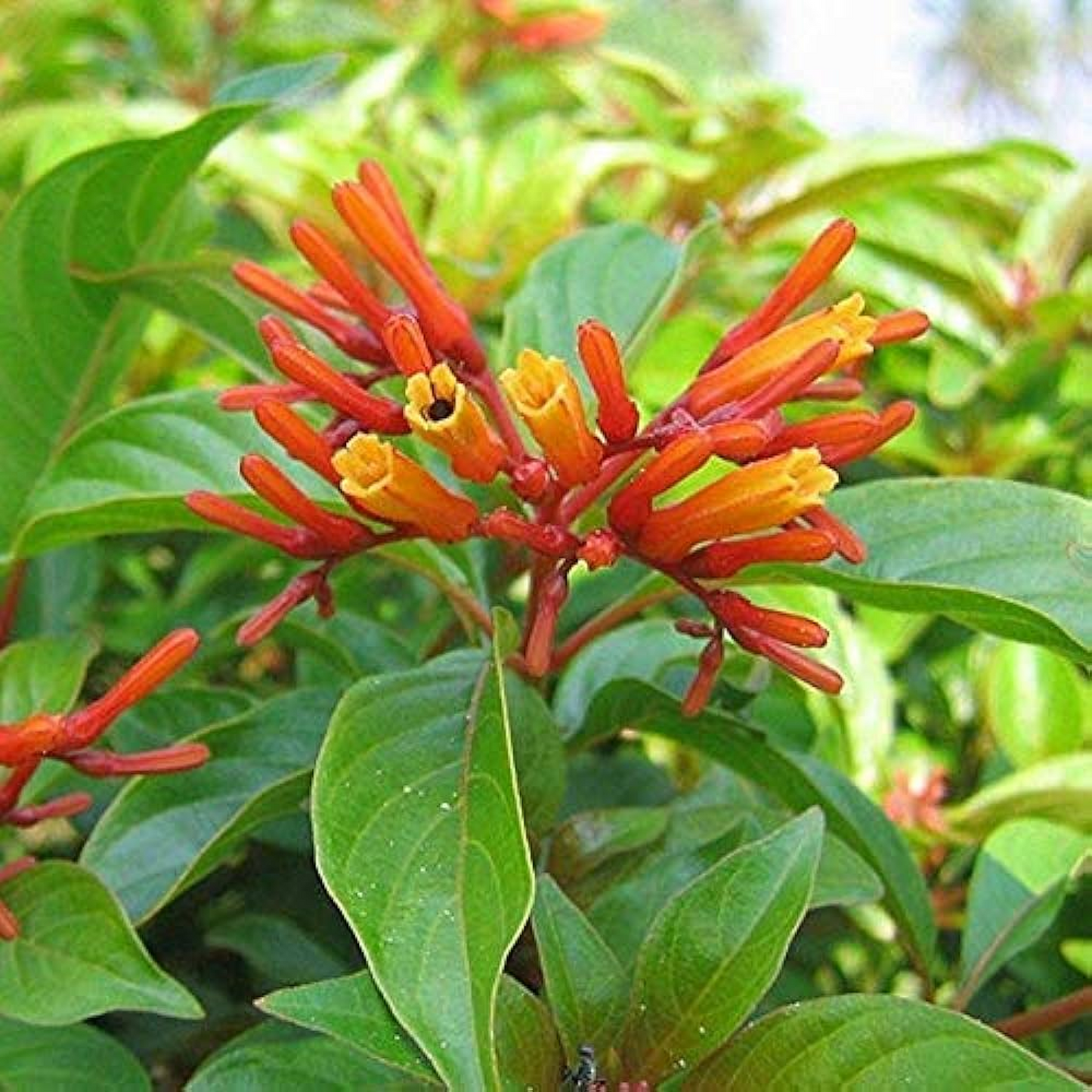 Hamelia patens Dwarf Plant