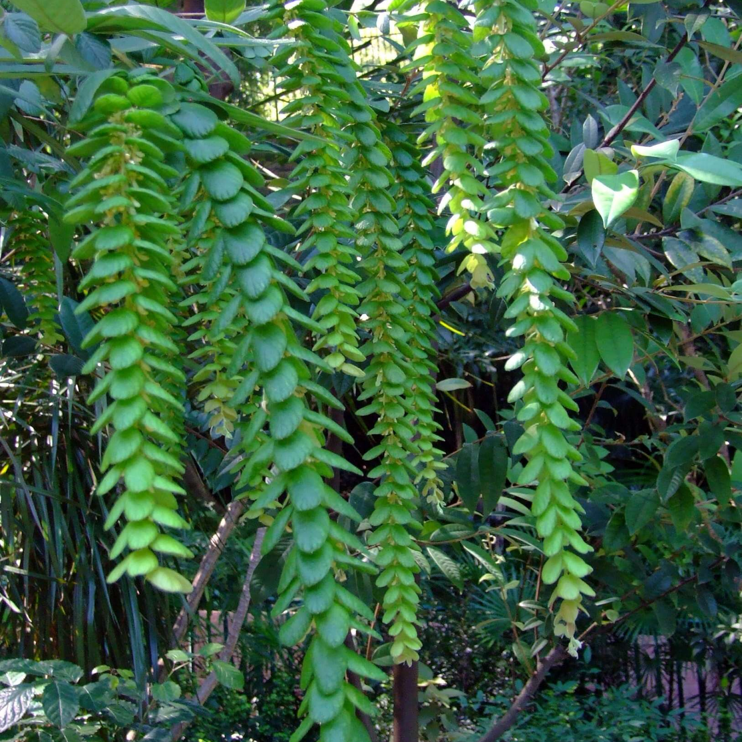 Phyllodium longipes Plant