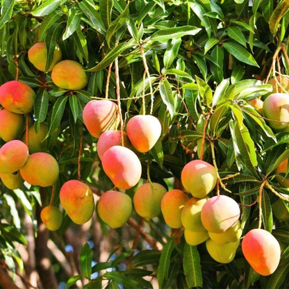 Mango (Pack of 5) Plant