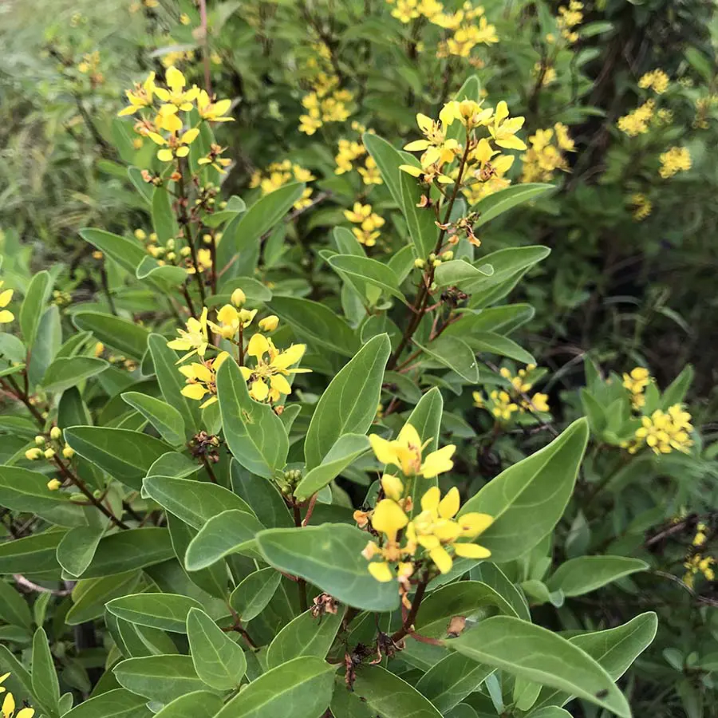 Galphimia Glauca - Plant