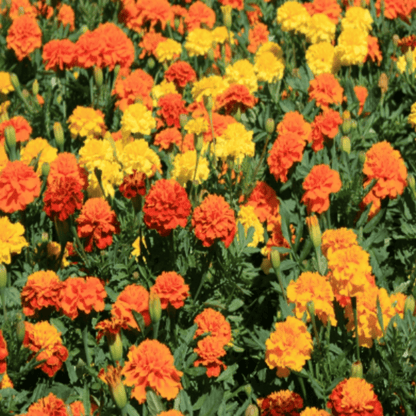 African Marigold (Any Color) Plant