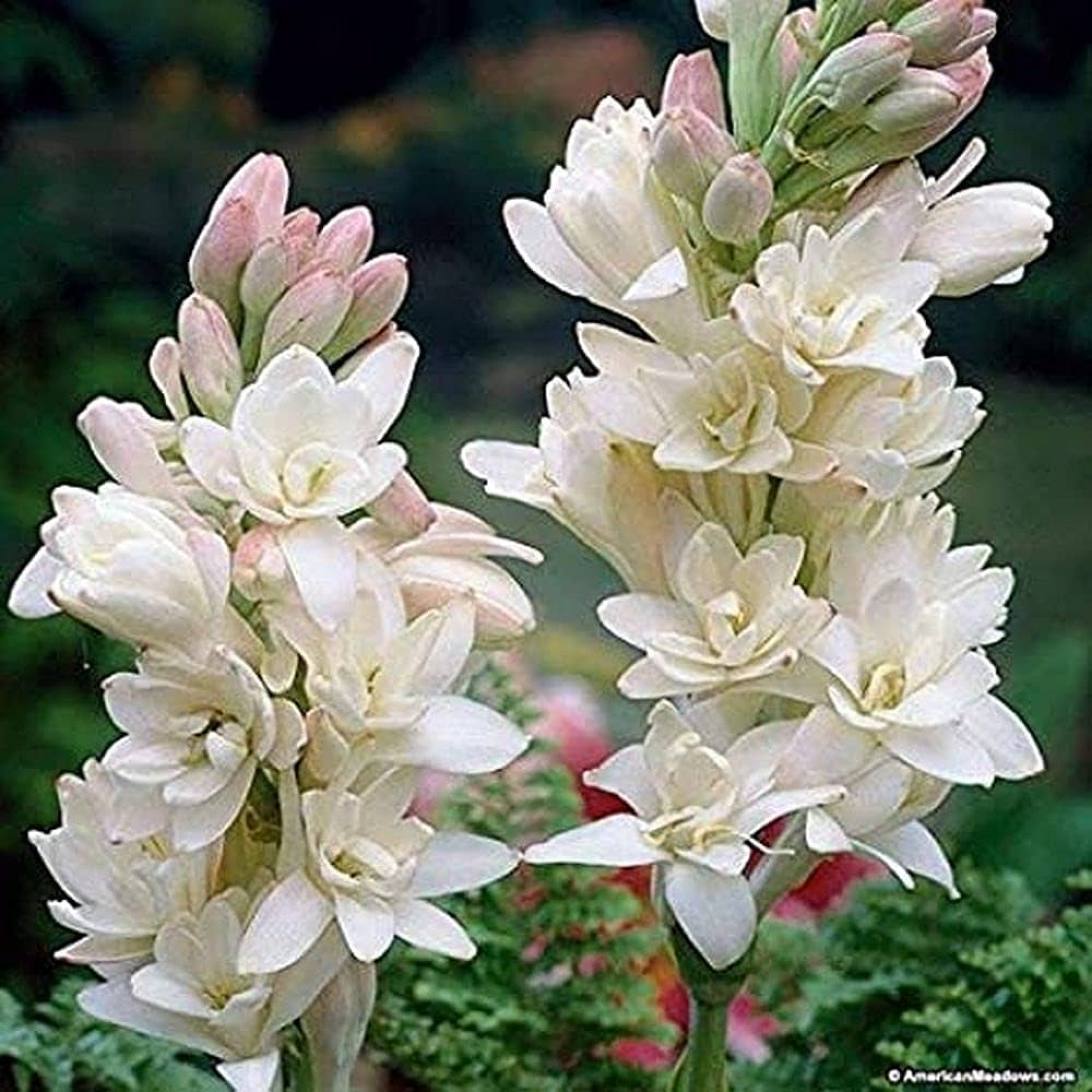 Rajnigandha Rose Double Plant