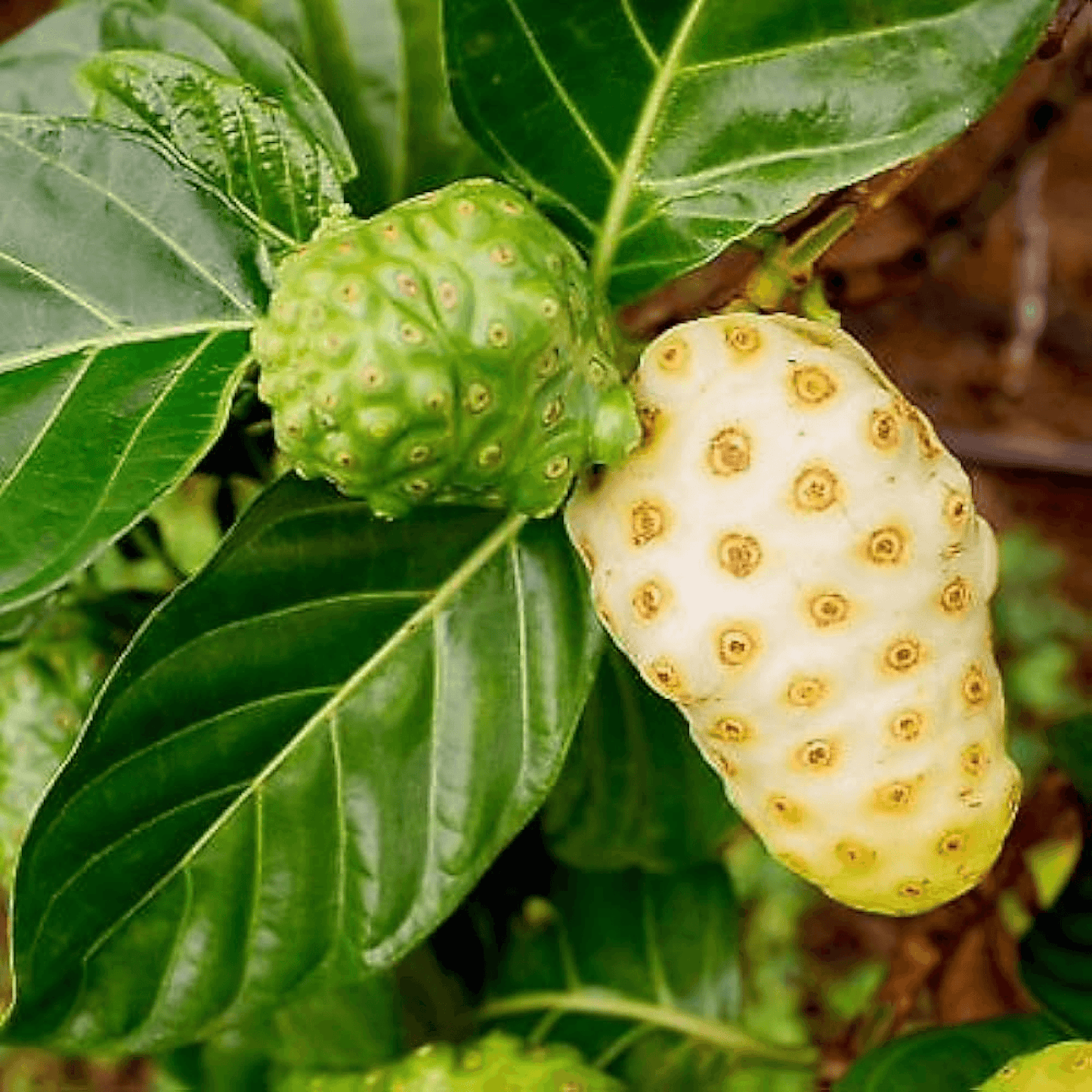 Cheese Fruit Noni Plant