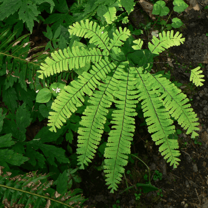 Adiantum species - Plant