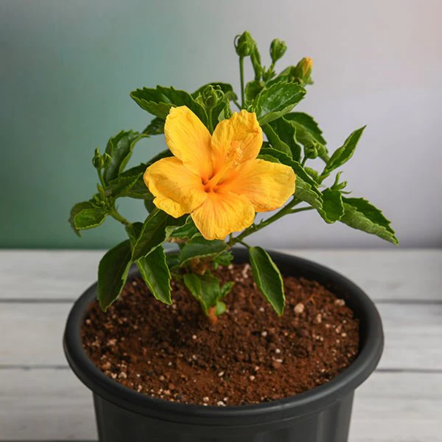 Hibiscus Gudhal Flower (Yellow) Plant