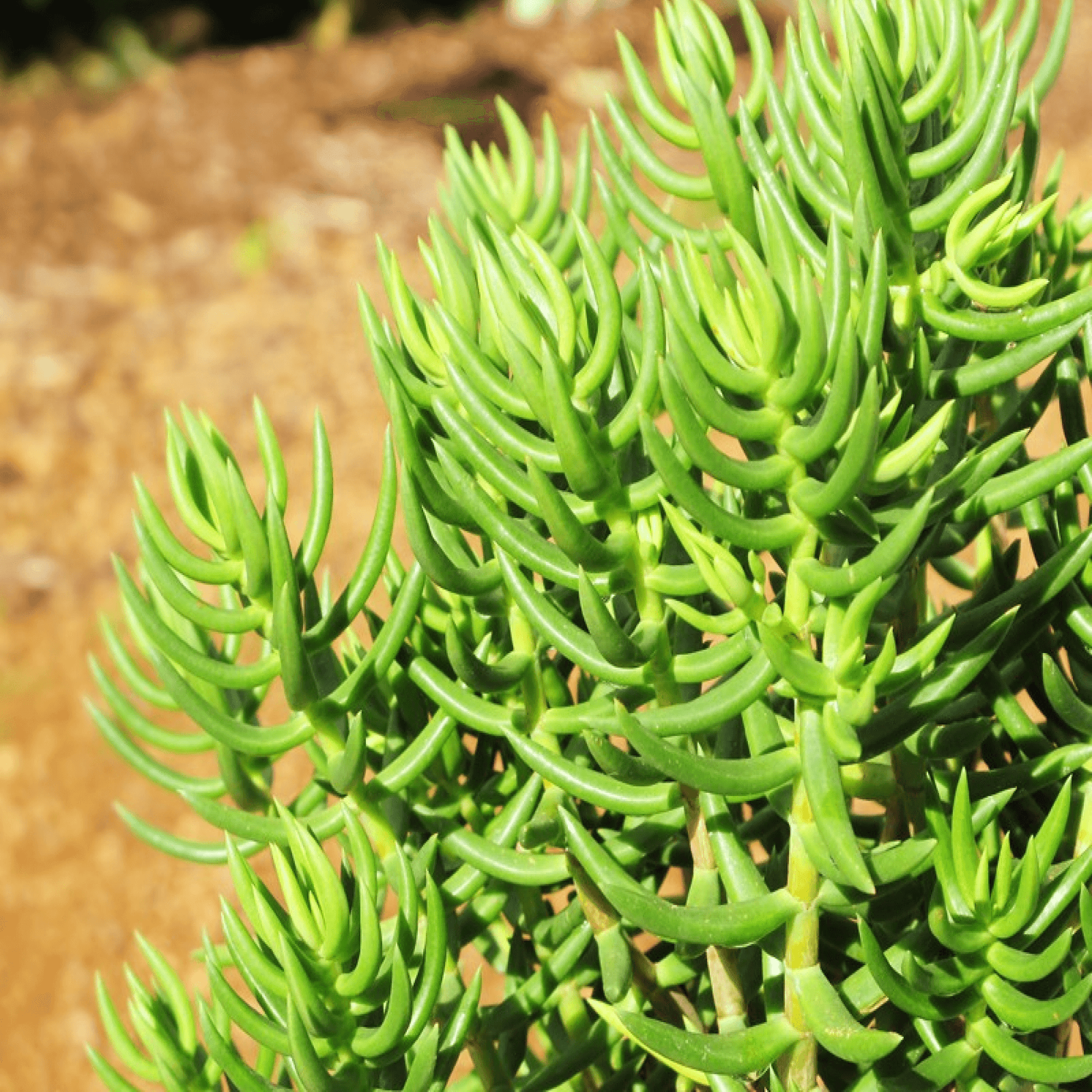 Crassula Tetragona Succulent Plant