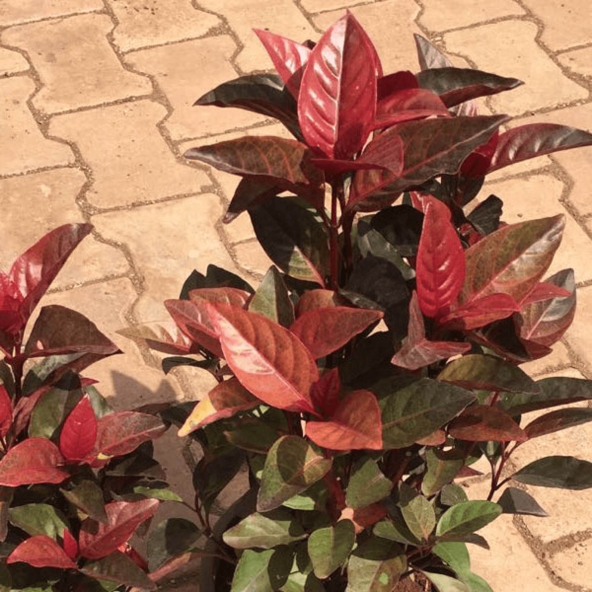 Eranthemum Red Plant