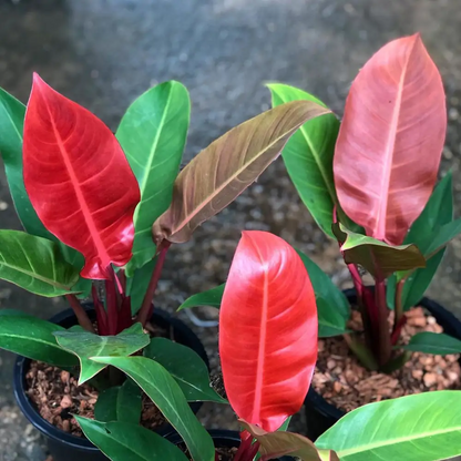 Philodendron Red - Plant