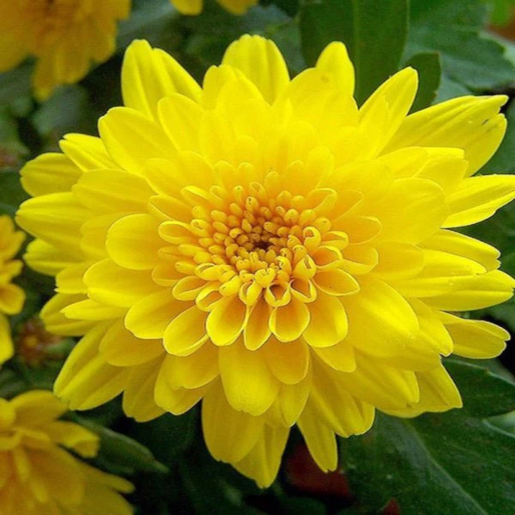 Shevanti Chrysanthemum (Yellow) Plant