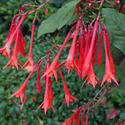 Fuchsia triphylla Plant