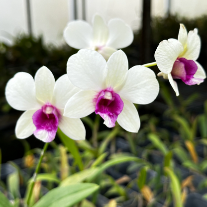 Orchid Dendrobium (Burana Jade) Plant