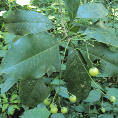 Acronychia Pedunculata Plant