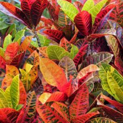 Croton Plant Codiaeum variegatum Maroon Plant