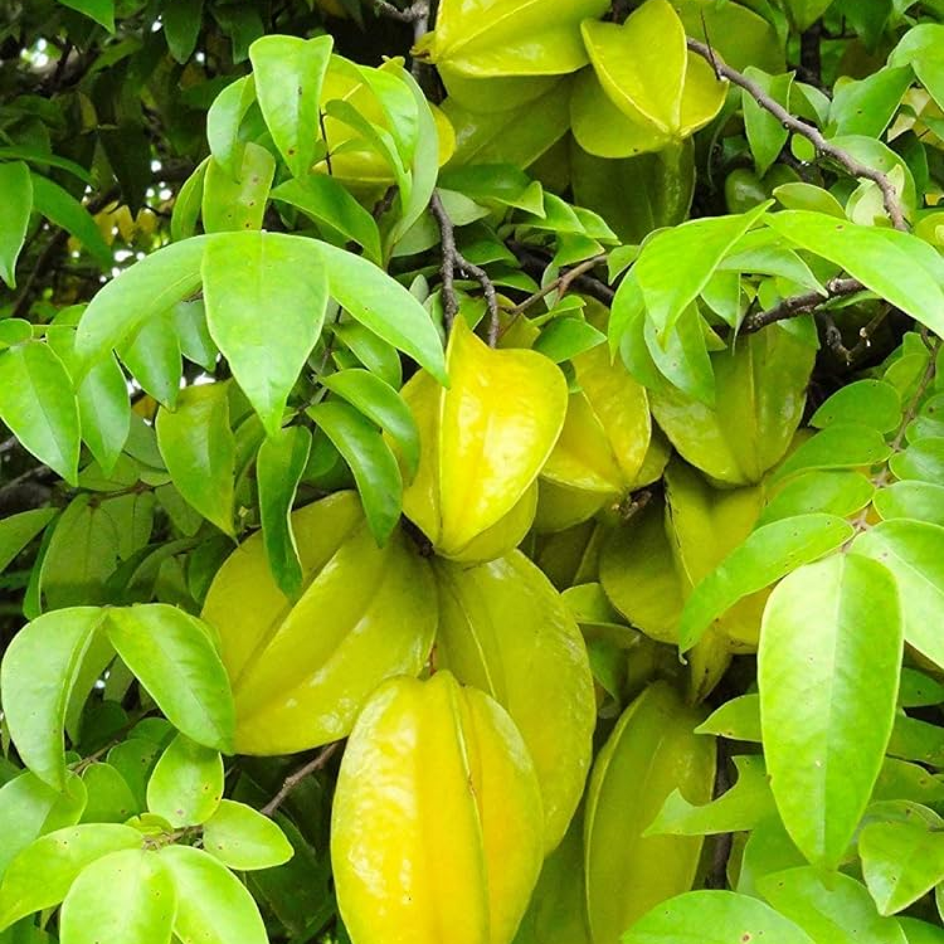 Kamrak Star fruit Plant
