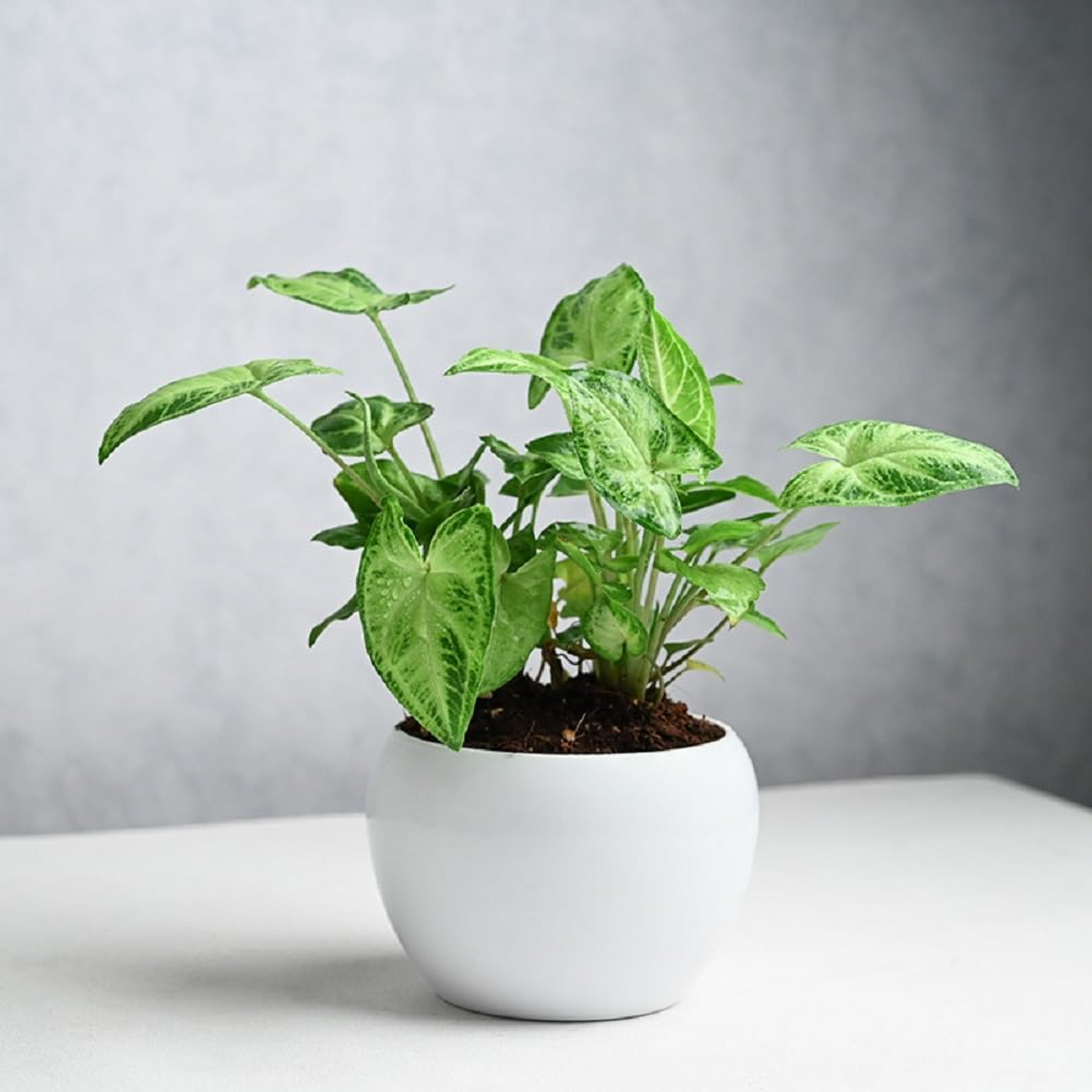 Syngonium Green Wall Indoor Space Plant