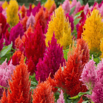 Celosia Cockscomb (Any Color) Plant