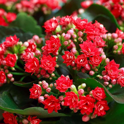 Kalanchoe (Red) Plant