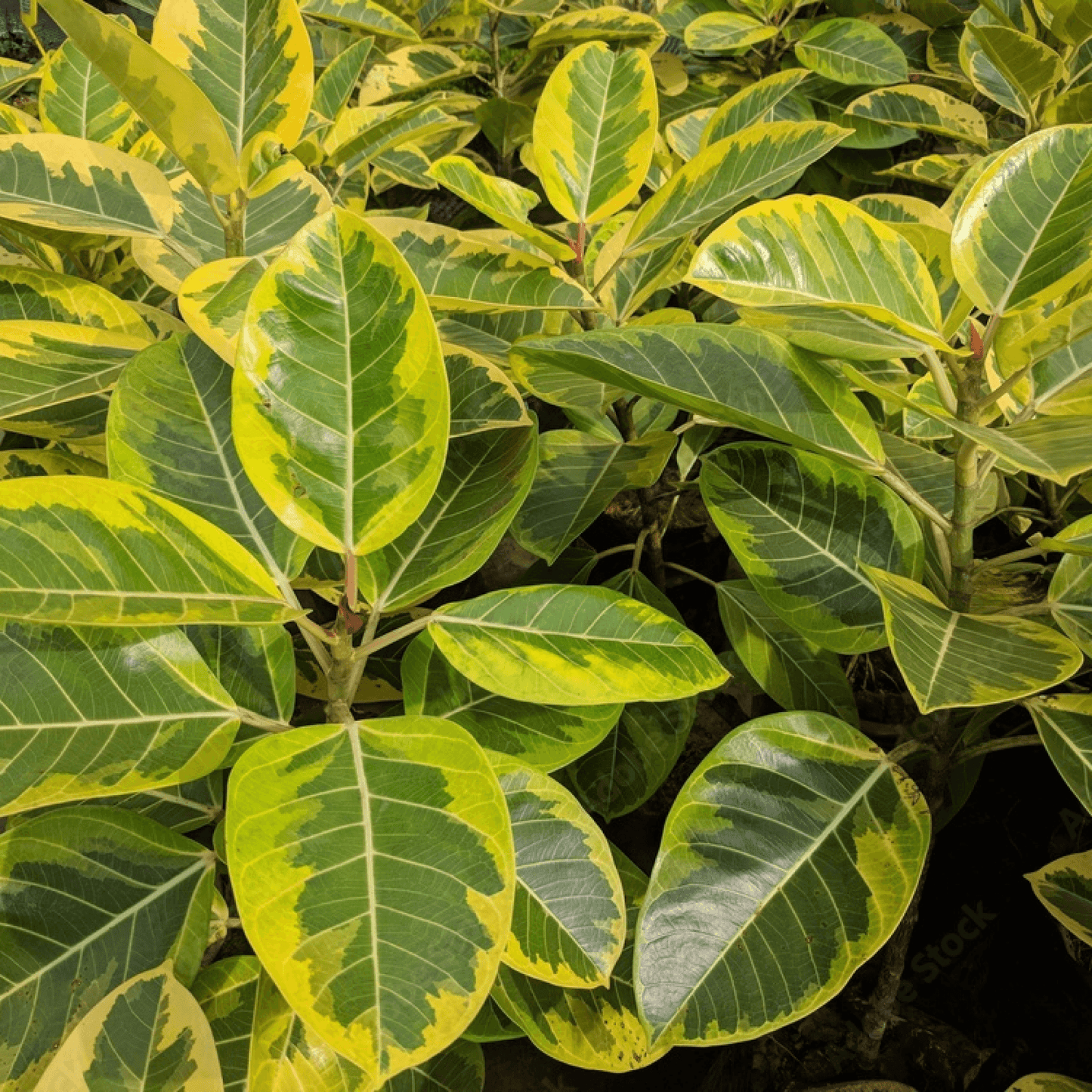 Ficus Variegata Banyan Variegated Plant