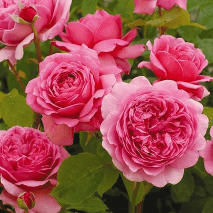 English Rose (Pink) Plant