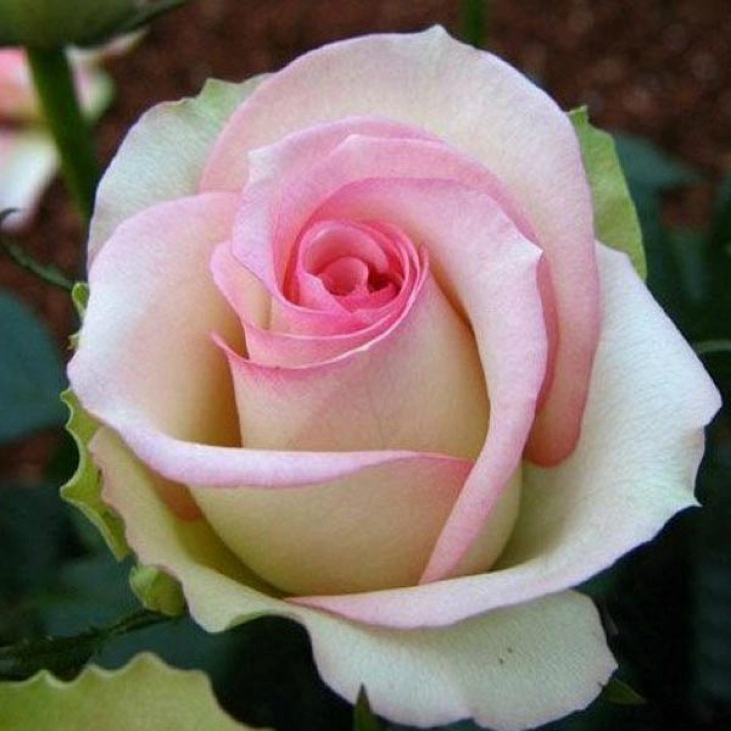 Rose (White Pink) Plant