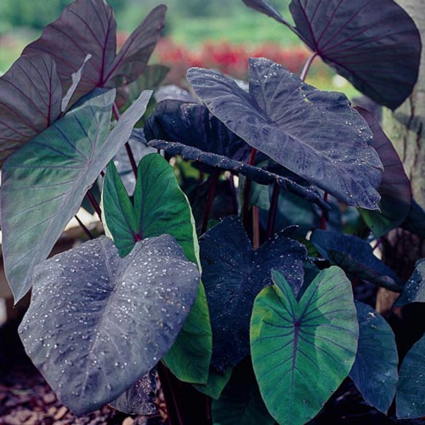 Alocasia Esculata Black Magic - Succulent Plant