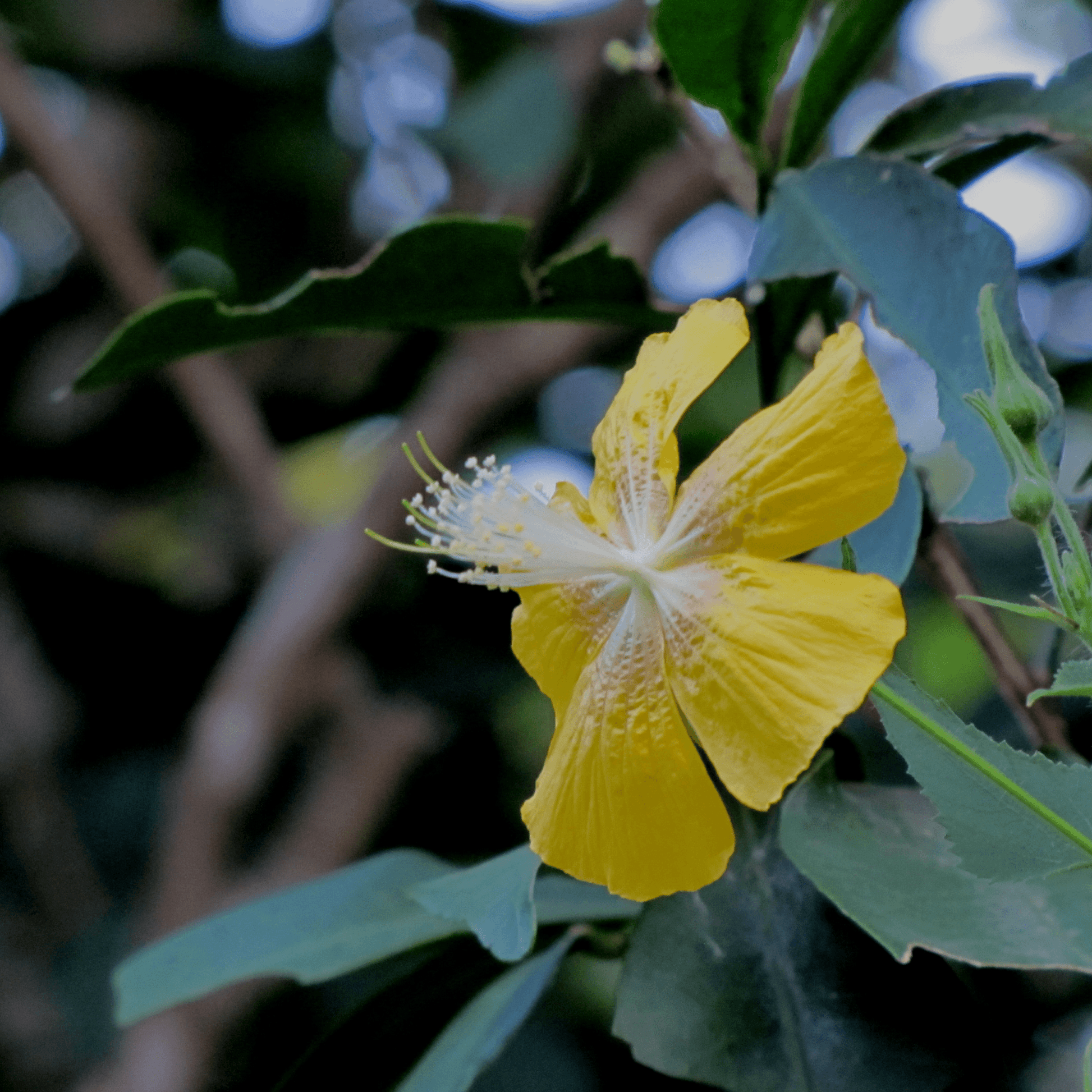 Abutilon Persicum Plant