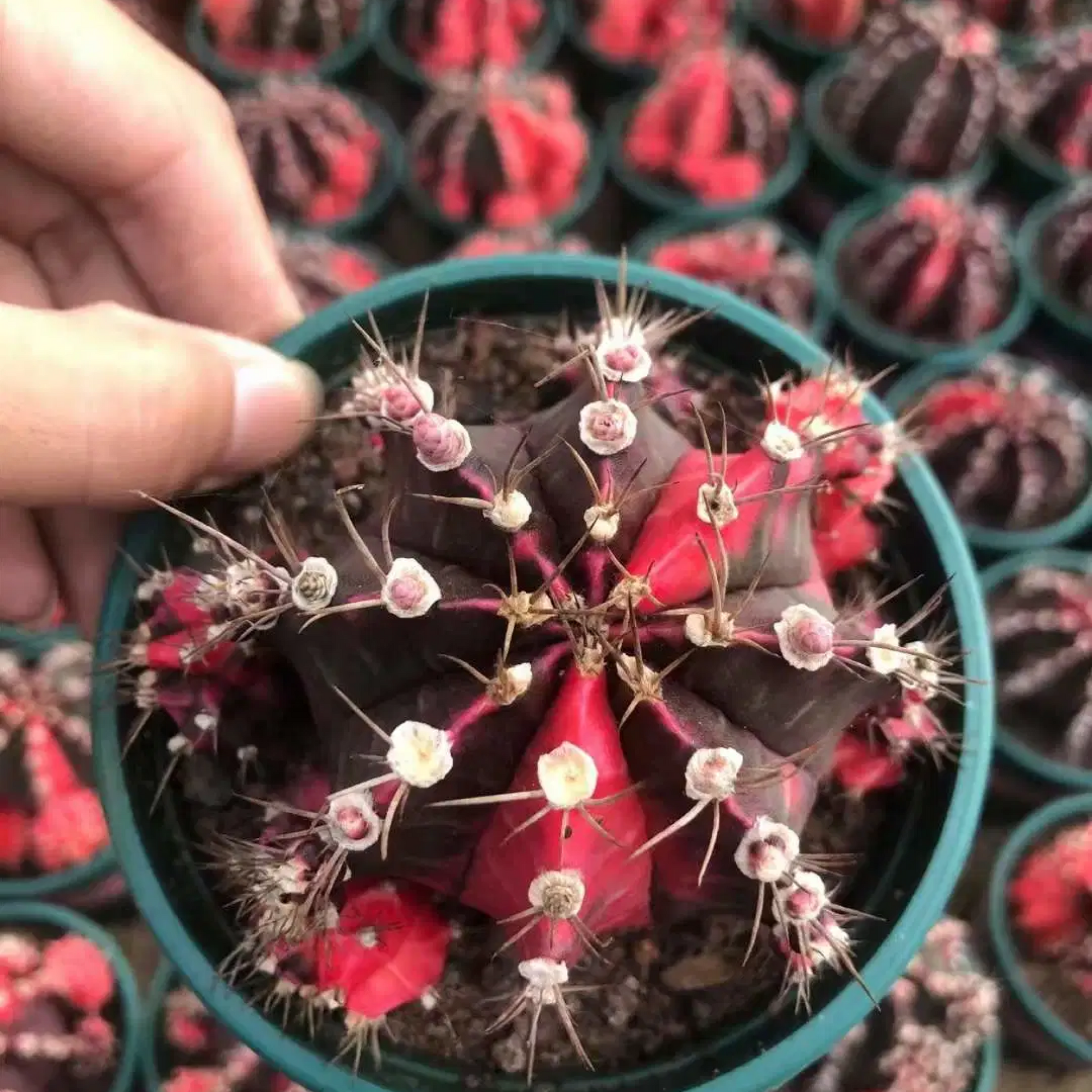 Gymnocalycium mihanovichii Plant