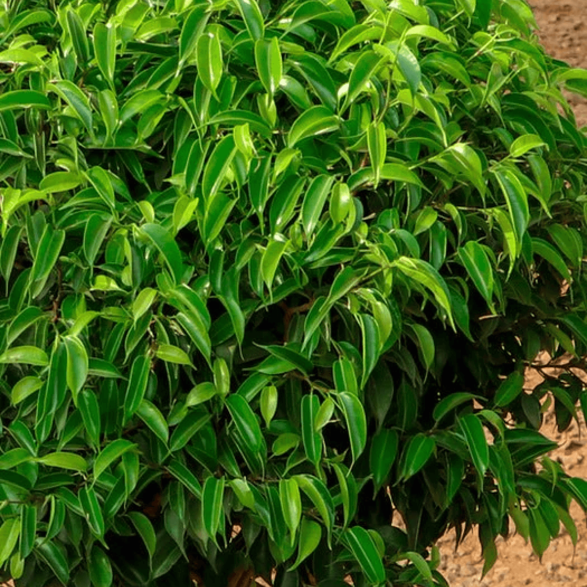 Buy Ficus Bonsai Braided Arrangement Plant- Vermi Organics