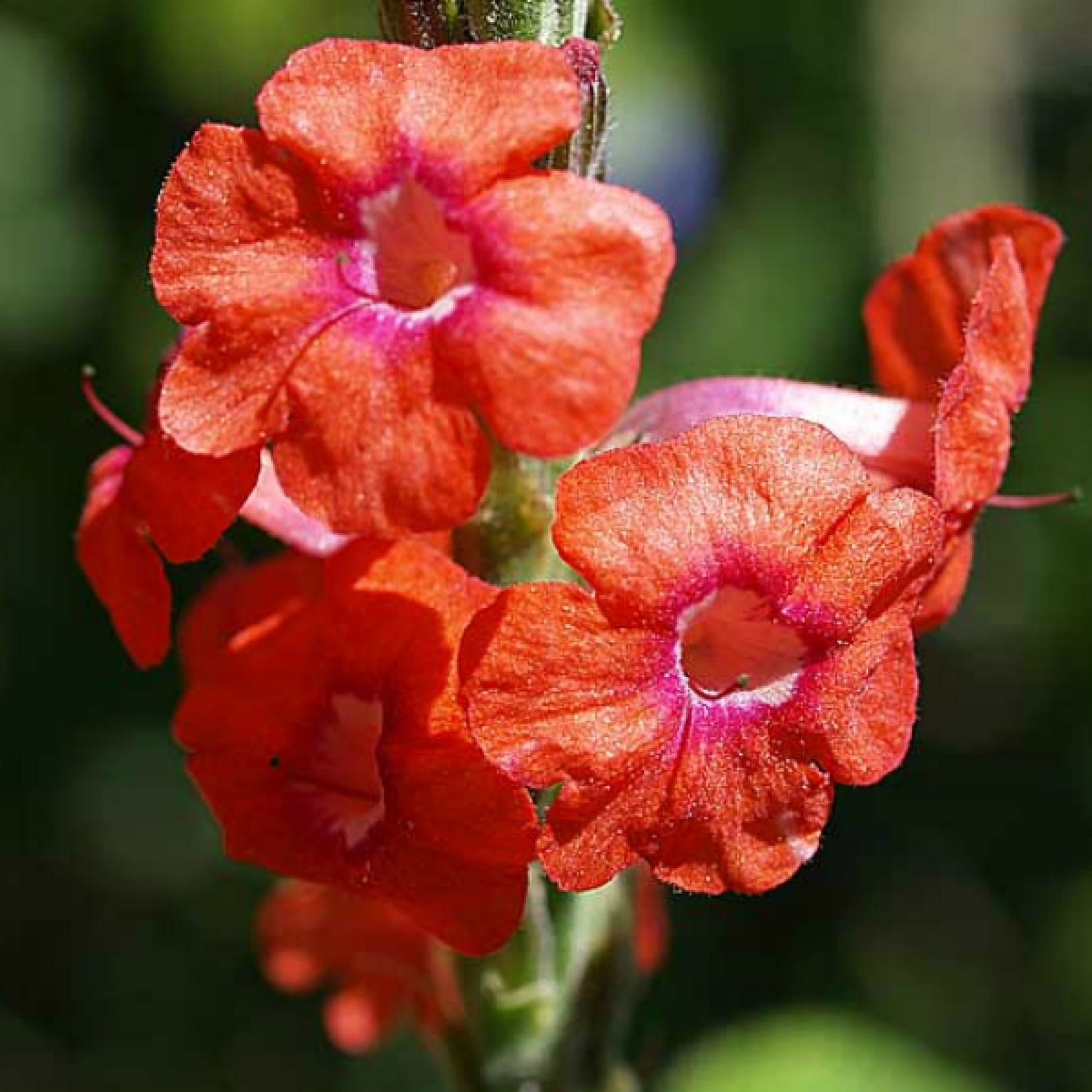  Stachytarpheta (Any Color) Plant