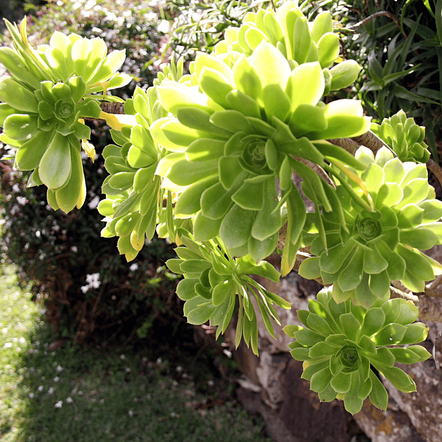 Aeonium Arboreum Plant