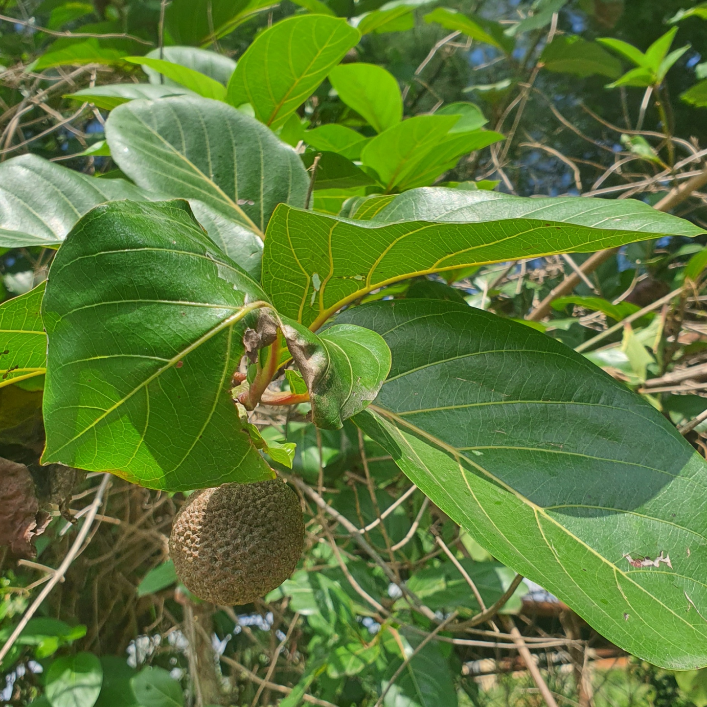 Nauclea latifolia Plant