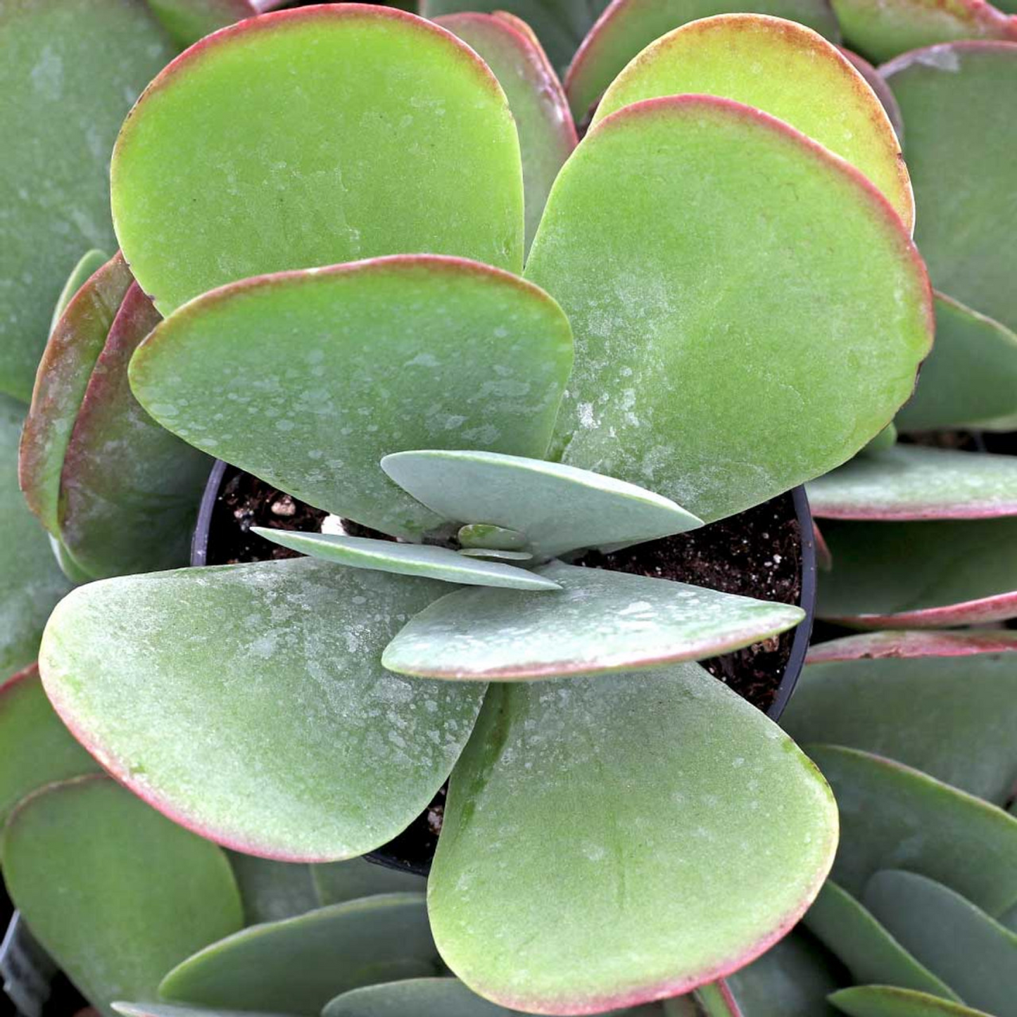 Kalanchoe Flapjack Succulent Plant