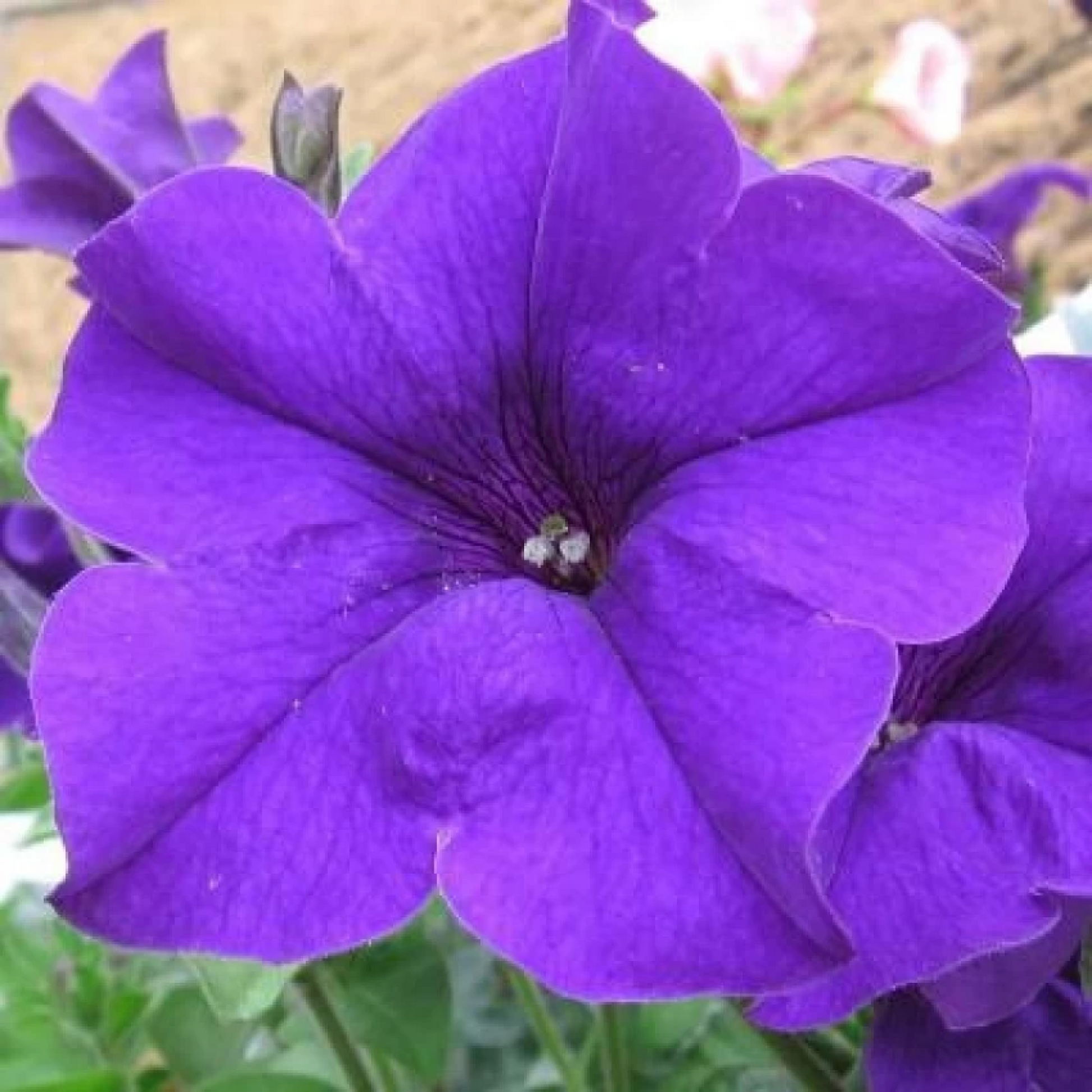 Petunia (Violet) Plant