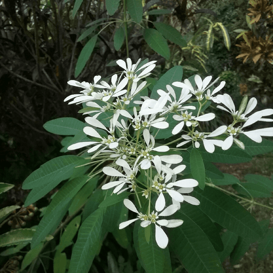 Euphorbia Leucocephala Snowflake Plant